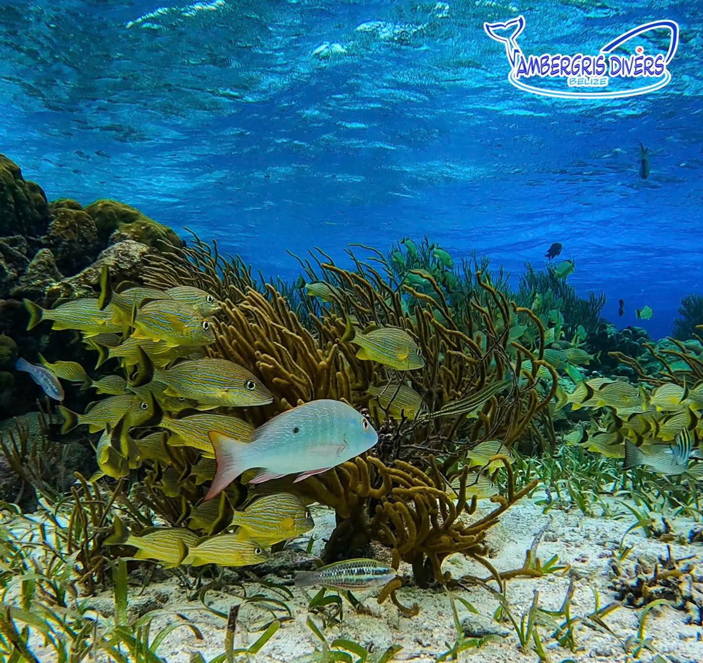 A colorful underwater scene featuring various fish swimming around coral and seaweed.