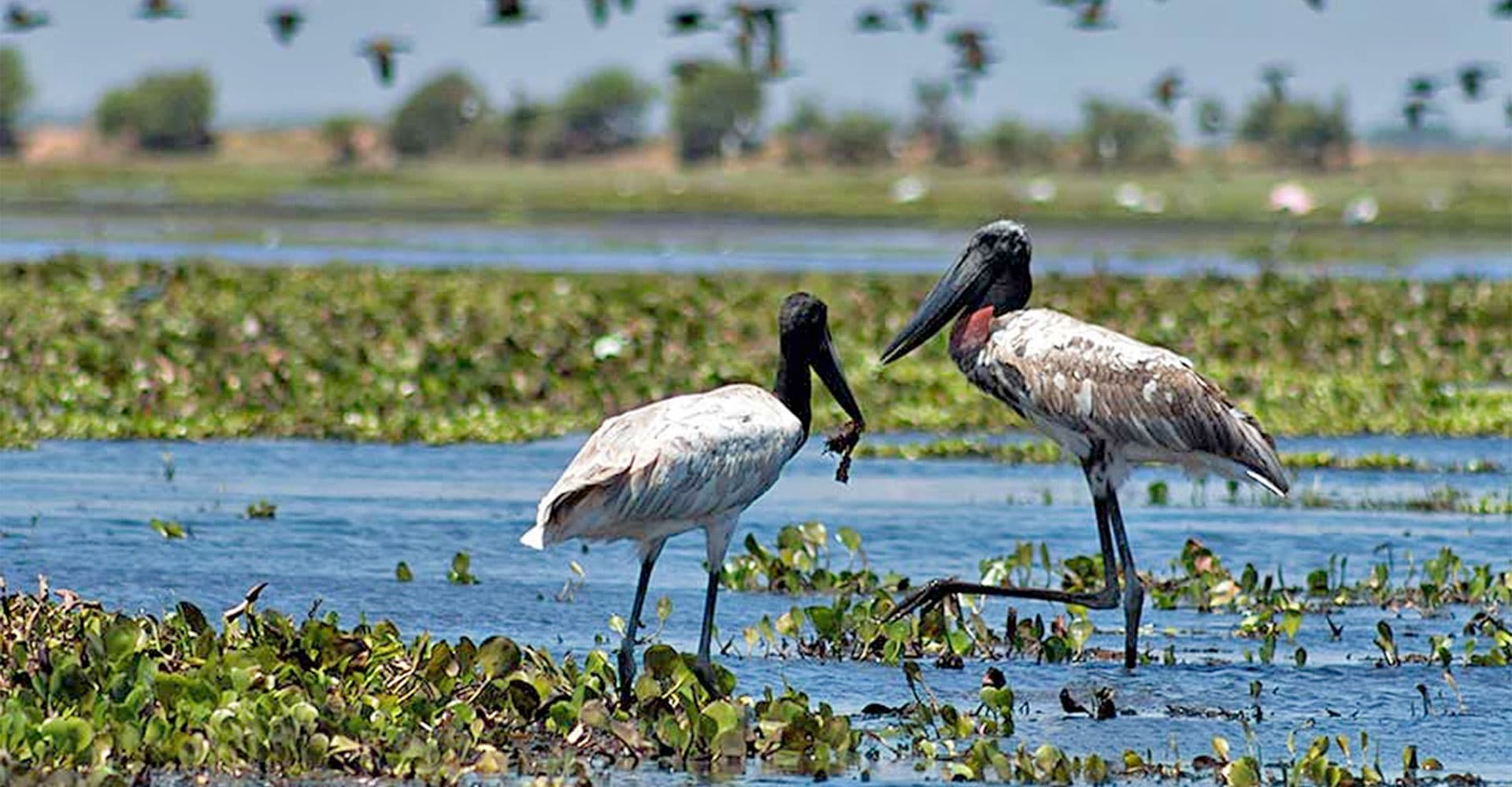 Two storks stand in a watery wetlands area surrounded by green vegetation, with birds flying in the background.