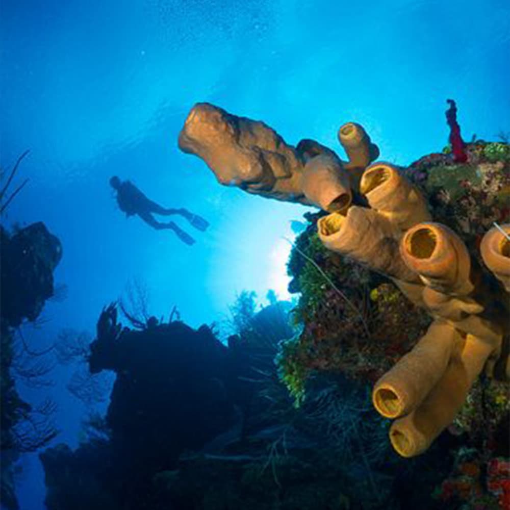 A diver swims among colorful coral formations in a vibrant underwater scene.