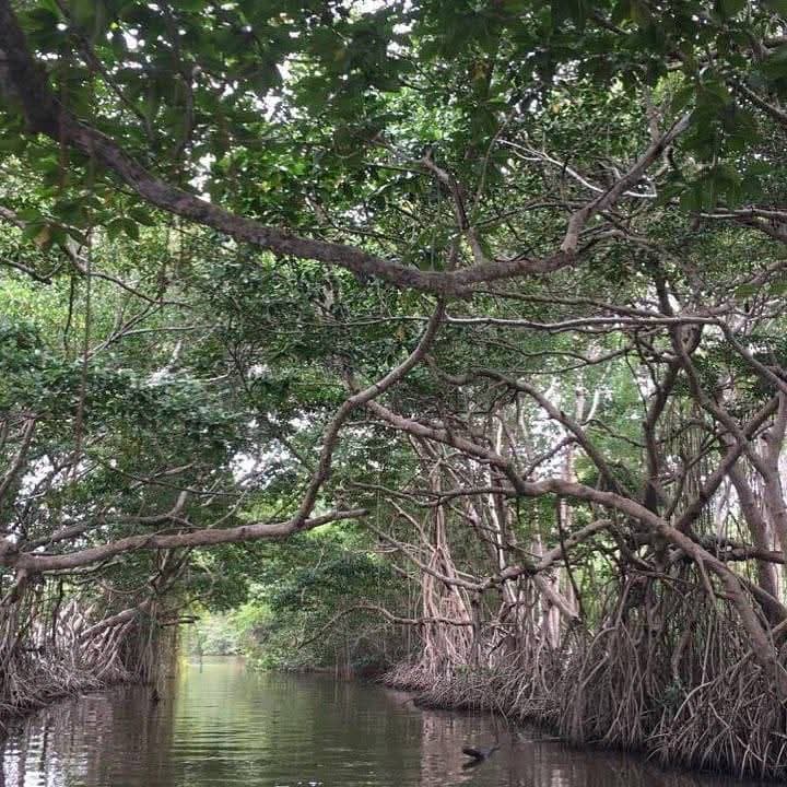 A serene mangrove forest reflecting on calm water, with intertwining branches overhead.