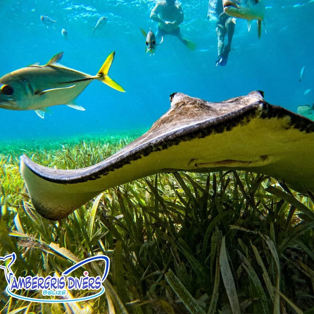 A stingray glides through shallow water, surrounded by colorful fish and divers above.