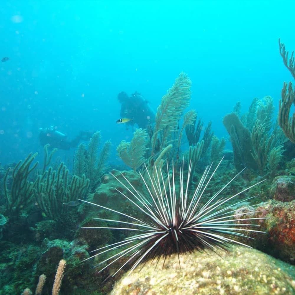 A black sea urchin with long spines on a reef, with scuba divers and aquatic plants in the background.