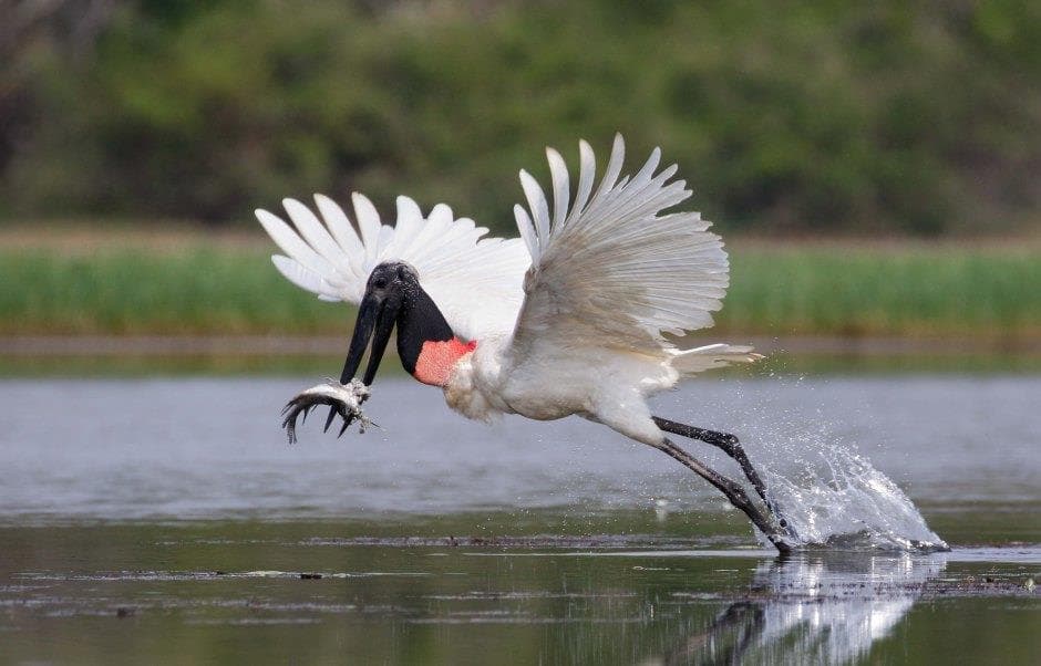 A large bird with white wings and a black neck catches a fish while taking off from the water.