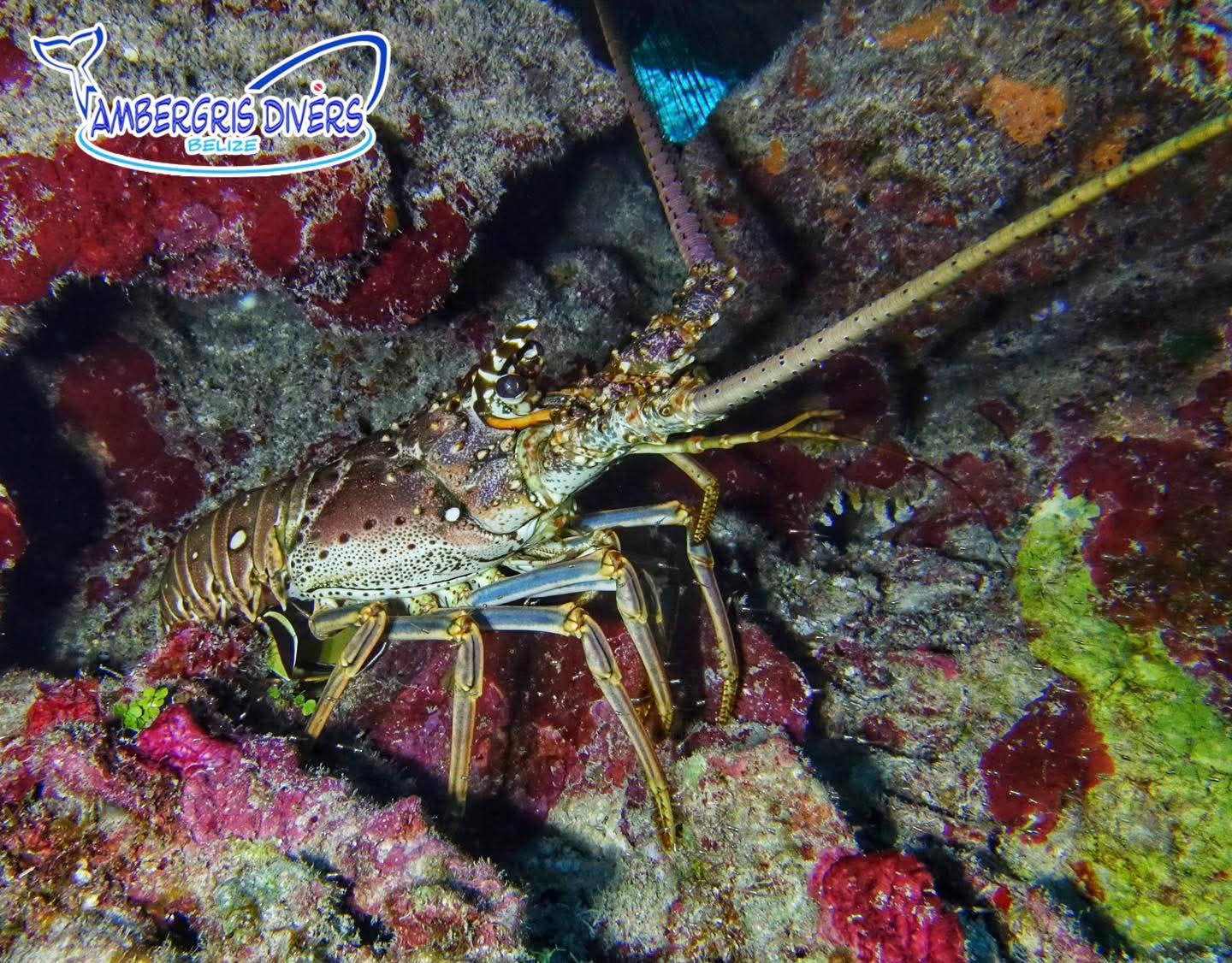 A spiny lobster camouflaged among colorful coral reefs.
