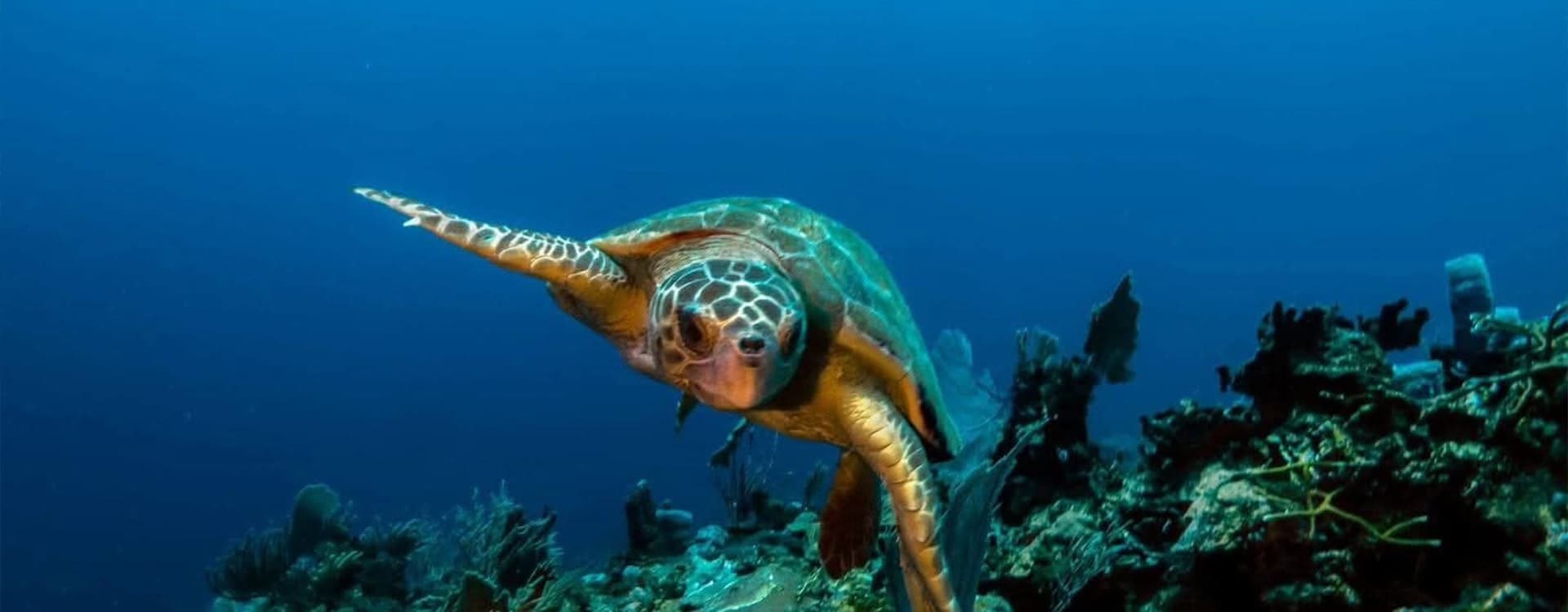 A green sea turtle swimming underwater in a vibrant ocean habitat.