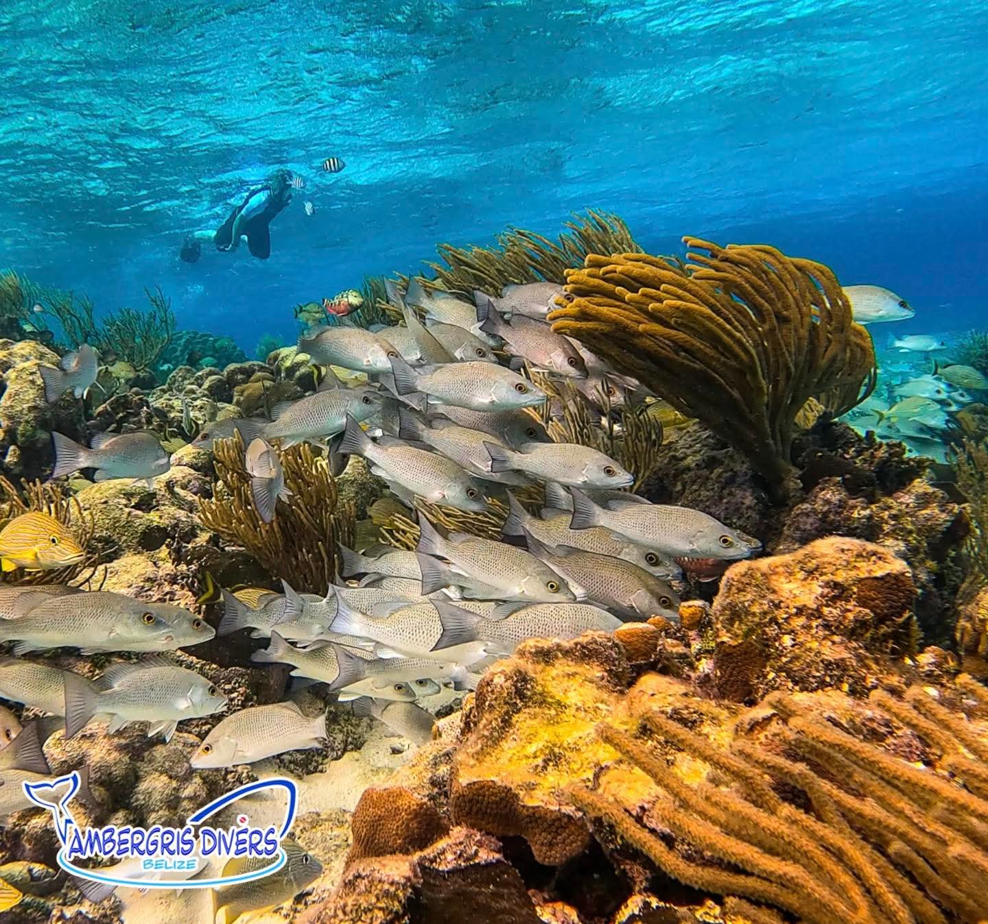 A diver swims above a school of fish near vibrant coral in clear blue waters.