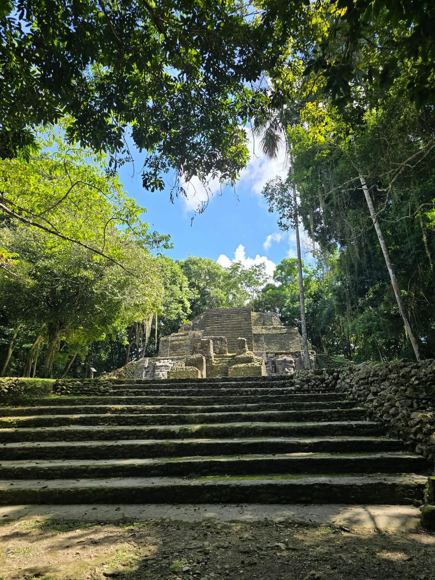 Ancient stone temple steps leading up through lush green jungle foliage under a bright blue sky.